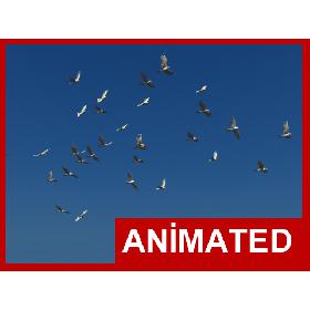 Realistic animated flying bird flock